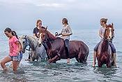Конная прогулка к морю 0